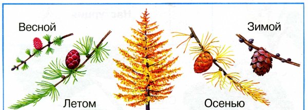 Лиственница строение дерева