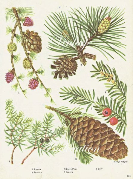 Лиственница Сибирская гербарий