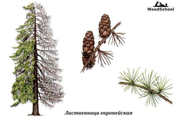 Лиственница европейская pendula