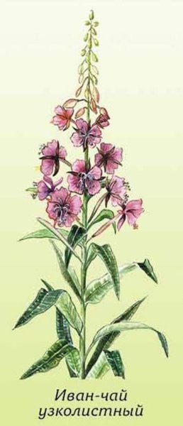 Кипрей (Иван-чай) гербарий