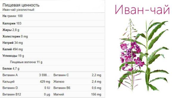 Иван чай узколистный описание растения