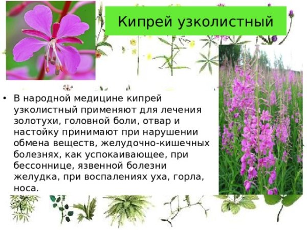 Chamerion angustifolium (l.) Holub