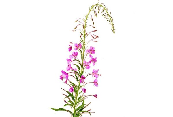 Кипрей узколистный Иван-чай