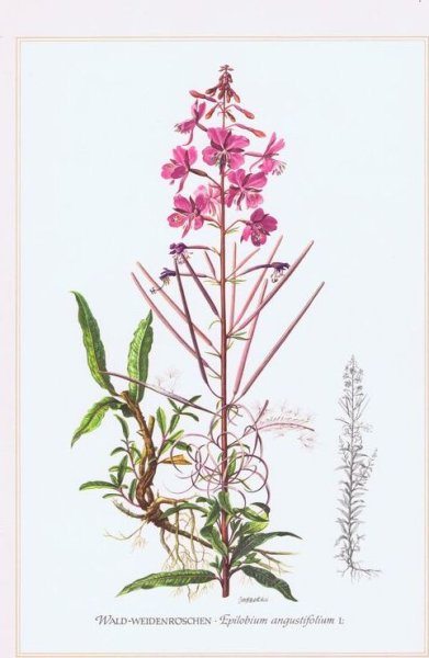 Кипрей (Иван-чай) гербарий