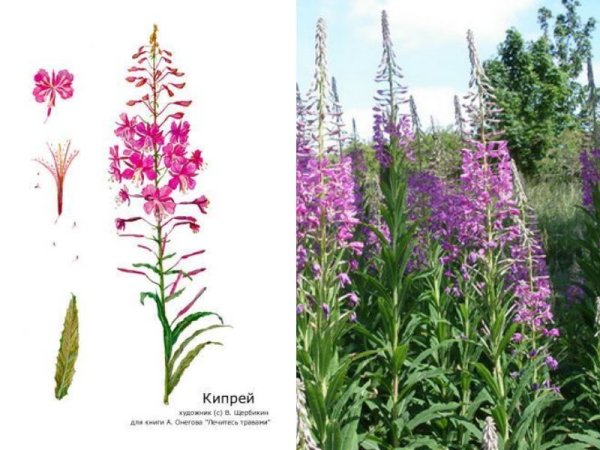 Кипрей узколистный Ботаническая