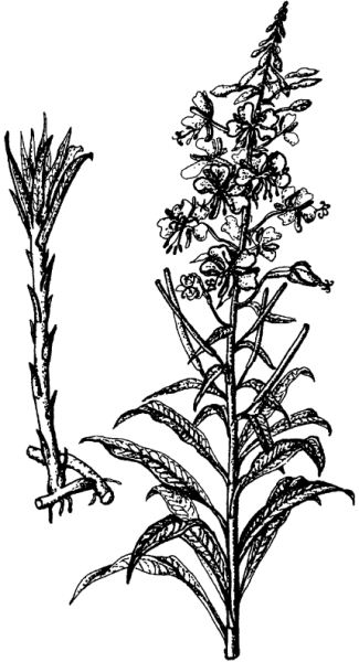 Кипрей узколистный Ботаническая