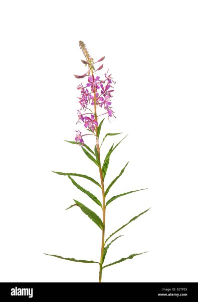 Иван-чай узколистный кипрей ботаника