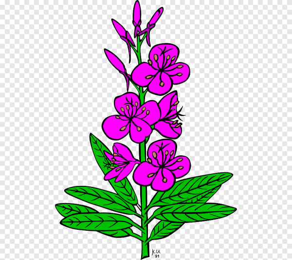 Иван-чай узколистный кипрей ботаника