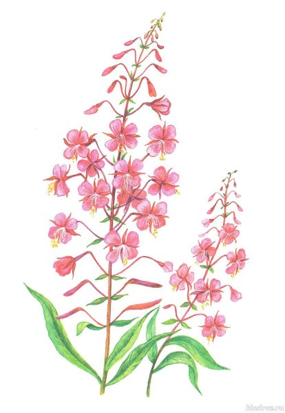 Иван-чай узколистный кипрей ботаника