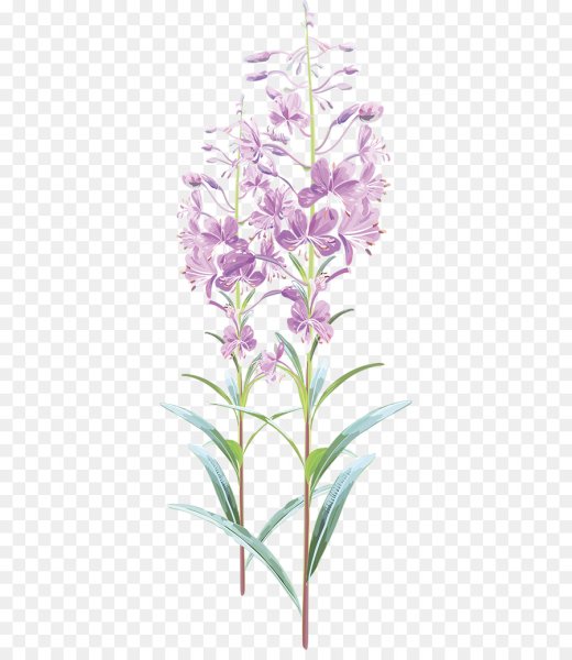 Кипрей узколистный Ботаническая