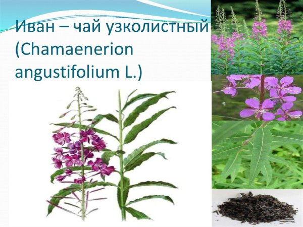 Иван-чай (кипрей) рисунок