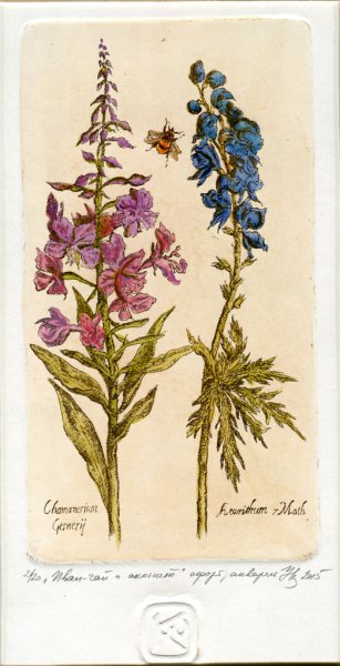 Иван чай эскиз