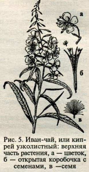 Иван чай рисунок растения