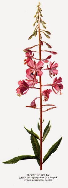 Иван чай рисунок растения