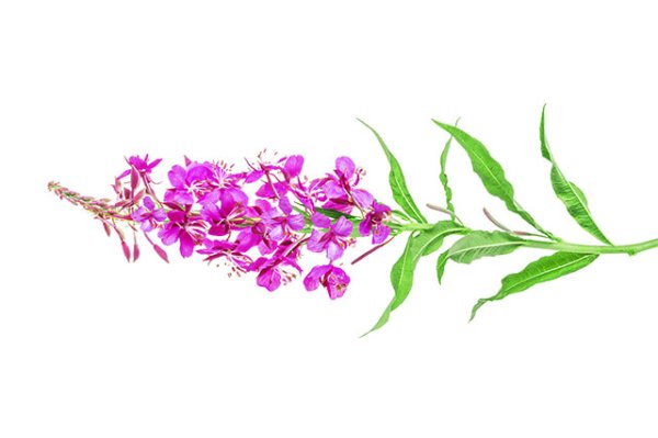 Кипрей узколистный вектор