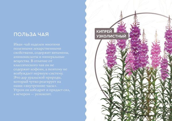 Иван чай узколистный описание растения