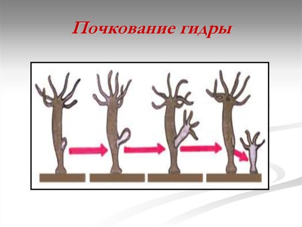 Процесс почкования гидры рисунок