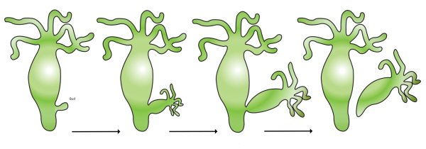 Почкование дрожжей