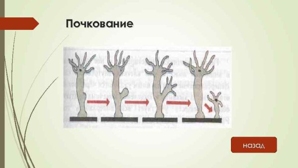 Полип гидра размножение