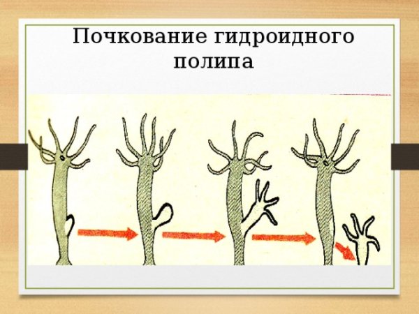 Почкование бесполое размножение