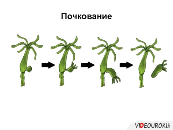 Деление почкованием