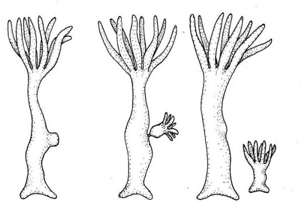 Процесс почкования гидры рисунок