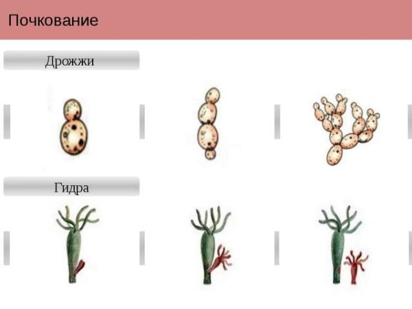 Размножение виды gjxrjdfybt