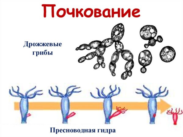 Бесполое размножение пресноводной гидры