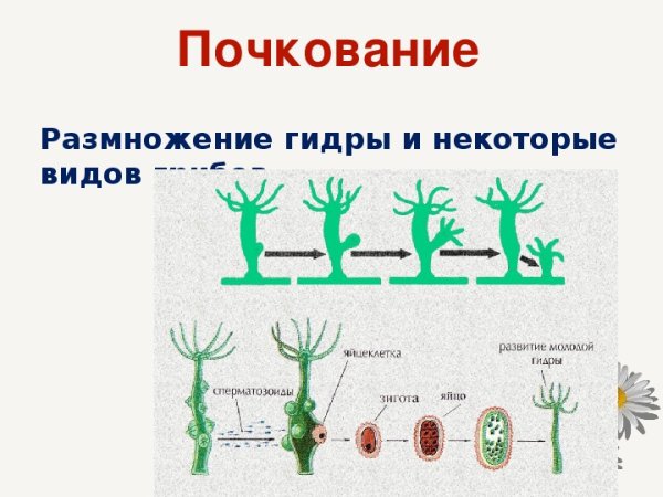 Почкование бесполое размножение