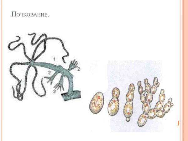 Почкование пресноводной гидры