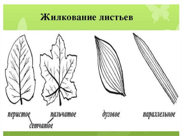 Перисто сетчатое жилкование листовой пластинки