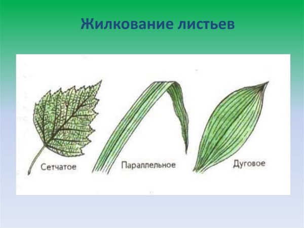 Сетчатое дуговое параллельное жилкование листьев