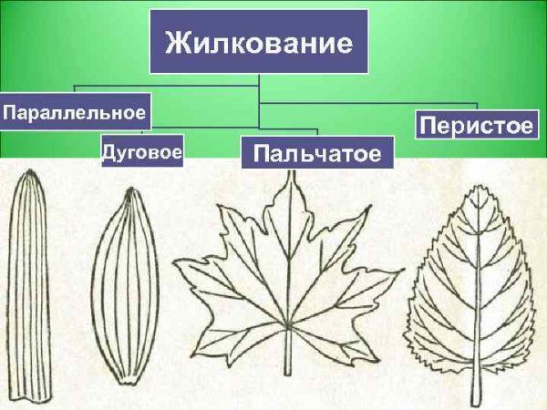 Перистое и параллельное жилкование