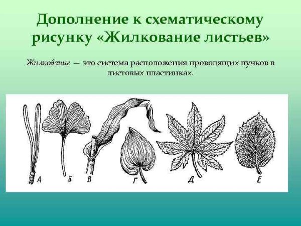 Перистонервное жилкование