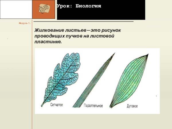 Типы жилкования листьев биология 5 класс