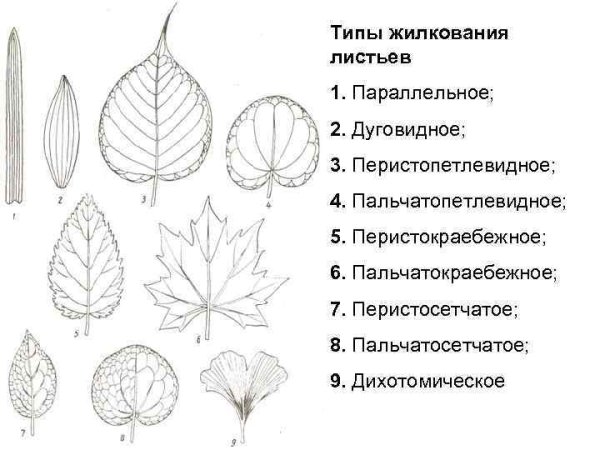 Сетчатое параллельное и дуговое жилкование