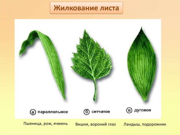 Сетчатое дуговое параллельное жилкование листьев