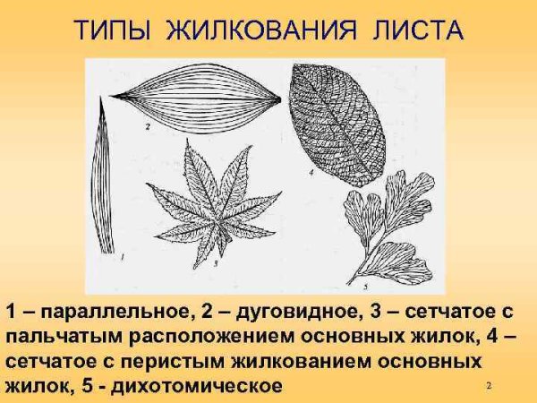 Типы жилкования листа