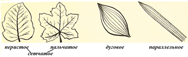 Пальчато-сетчатое жилкование