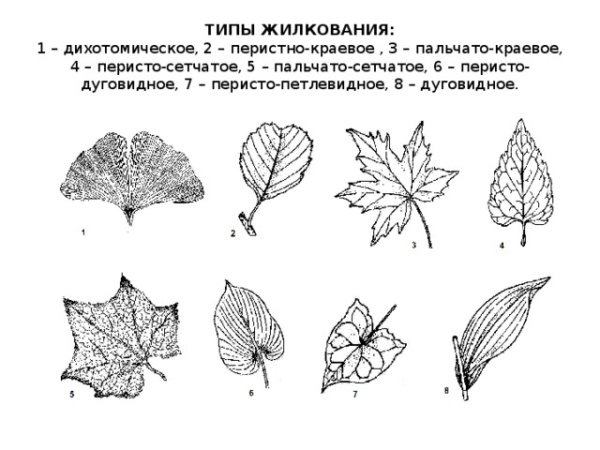 Ландыш жилкование листа