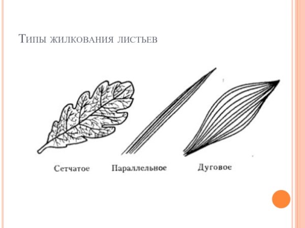 Типы жилкования листа