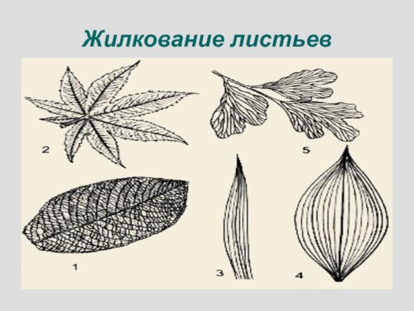 Типы жилкования листа растения