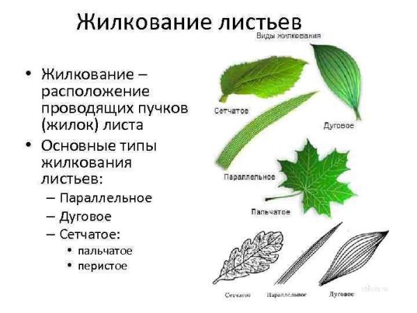 Жилкование листьев яблони