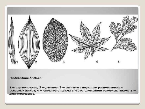 Тип жилкования листа одуванчика