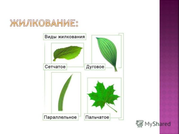 Жилкование перисто краевое