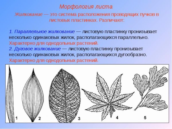 Типы жилкования листа 6 класс биология