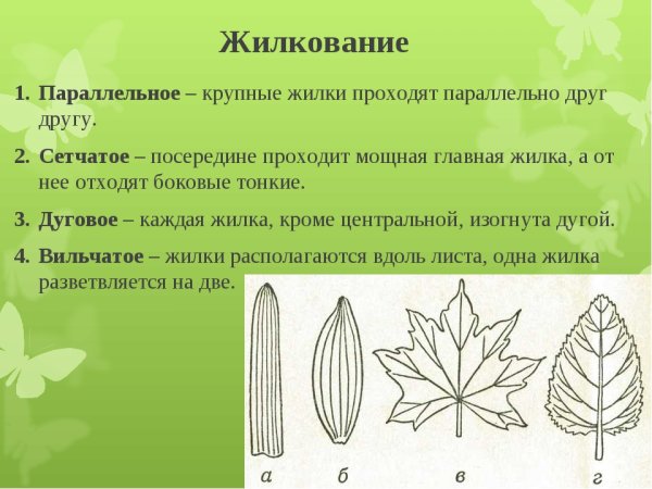 Пикульник жилкование