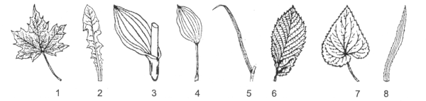 Параллельное жилкование листовой пластинки у
