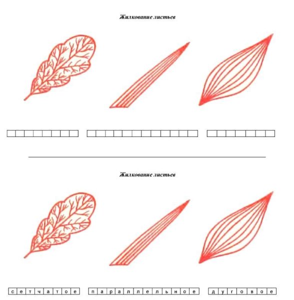 Сетчатое жилкование листовой пластинки у