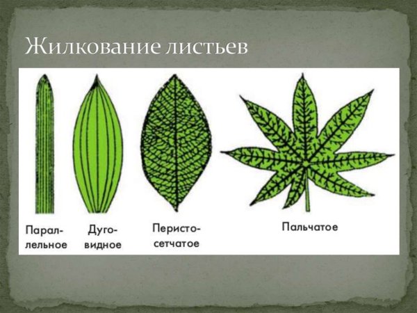 Лист кукурузы Тип жилкования